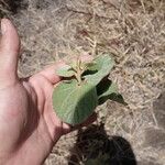 Sidastrum micranthum Habit