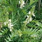 Galega officinalis Habitat