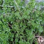 Galium murale Folla