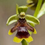 Ophrys insectifera Цвят