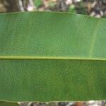 Calophyllum caledonicum Leaf