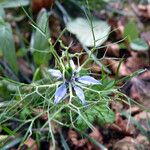 Nigella damascenaBlomma