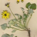 Arctotheca calendula Staniste