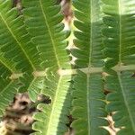 Thelypteris striata पत्ता