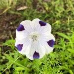 Nemophila maculata Flower