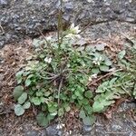 Cardamine hirsuta Habit