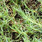 Dianthus caryophyllus Blad