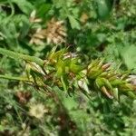 Carex spicata Blomst