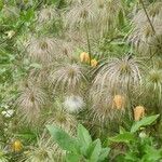 Clematis tangutica Хабит