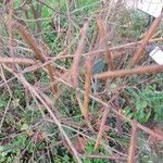 Indigofera tinctoria Fruto