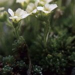 Saxifraga muscoides Bloem