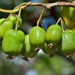 Actinidia arguta Frukt