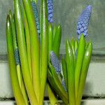 Muscari botryoides Hábito