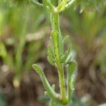 Valeriana discoidea Deilen