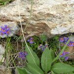 Linaria alpina Plante entière