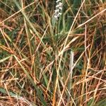 Spiranthes lacera Habitus