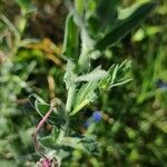 Oenothera longiflora Φύλλο