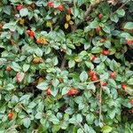 Cotoneaster simonsii Annet