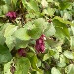 Leycesteria formosa Листок