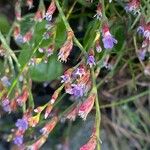 Limonium carolinianum Flower