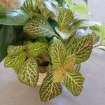 Fittonia albivenis Лист