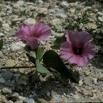 Ipomoea pes-caprae फूल