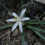 Leucocrinum montanum Flower