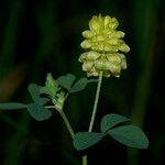 Trifolium campestre Cvet