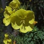Oenothera elata Blüte