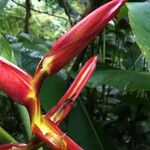 Heliconia monteverdensis Bark