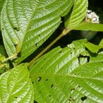 Arachnothryx chaconii Leaf