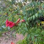 Campsis radicansLapas