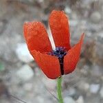 Papaver argemone Kvet