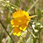 Tropaeolum leptophyllumফুল