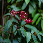 Leea guineensis Λουλούδι