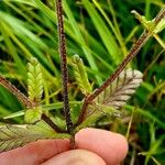 Rhinanthus alectorolophus Yaprak