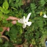 Jasminum officinale Floare