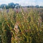 Rumex thyrsoides Frunză