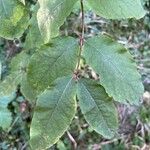 Lonicera nigra Blad