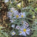 Symphyotrichum laeve Хабит