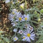 Symphyotrichum laeve Агульны выгляд