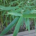 Phyllostachys aurea List