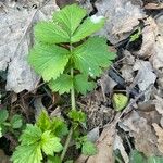 Geum aleppicum ഇല