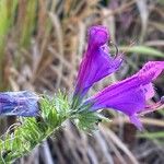 Echium sabulicola Цветок