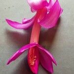 Schlumbergera truncata Flor