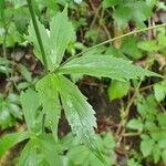 Ranunculus platanifolius Leaf