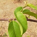 Combretum micranthum Leaf