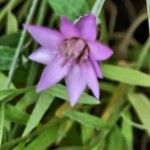 Xeranthemum cylindraceum Flower