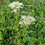 Lepidium drabaBloem