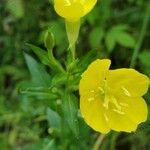 Oenothera biennis花